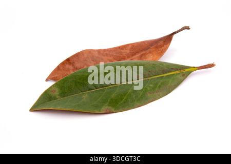 Green leaf and brown leaf on white background stock photo Stock Photo