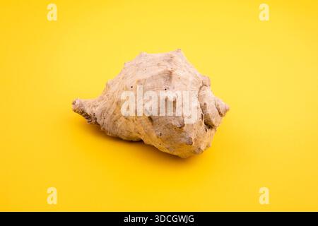 close-up seashell. seashell on yellow background Stock Photo