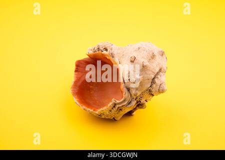 seashell on yellow background. close-up seashell. Stock Photo