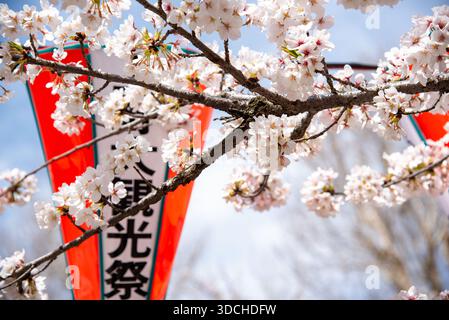 Cherry Blossoms and Red Festival Lantern in Spring Sky. Cherry blossoms frame a bright red Japanese festival lantern under a soft blue spring sky. Stock Photo