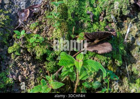 A close-up, full-frame shot of vibrant green moss spreading across a textured, weathered rock face. Stock Photo