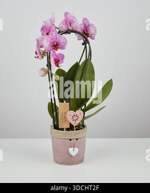 Pink orchid in an old pot isolated nature background with clipping path Stock Photo