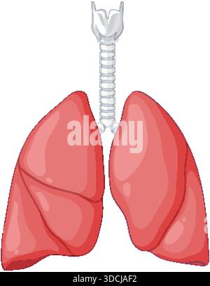 Detailed vector illustration of human lungs and trachea, flat style, isolated on white background Stock Vector