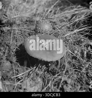 Shchurovo, Ukraine, USSR - 1970s: Artistic archival macro photo of two Fly Agaric mushrooms (Amanita muscaria) growing side by side in a pine forest. A large mature mushroom with a flattened cap sits in the foreground, while a small, young button-shaped one grows behind it. The fungi are surrounded by dry grass and pine needles. This nature study captures different growth stages of the iconic mushroom in the peaceful Donbas region. Stock Photo