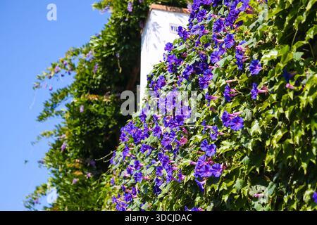 Purple flowering vines cascade over a building façade under a clear blue sky on the island of Capri, Italy. Stock Photo