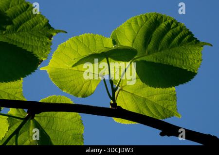 Translucent green Little-Leaf Linden (Tilia) leaves on a branch against a clear blue sky in bright sunlight. Stock Photo