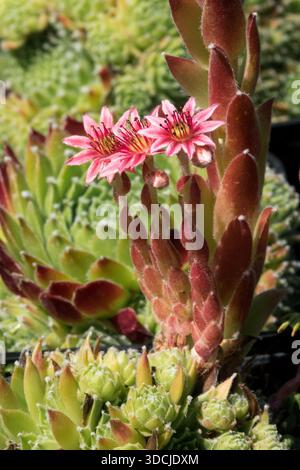 Flower Houseleek,Sempervivum Stock Photo
