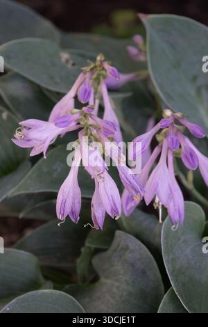 A blooming purple Hosta 'Blue Cadet' with bell-shaped flowers Stock Photo