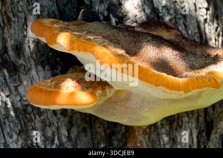 Summer woods fungus on tree trunk, Shaggy bracket, Inonotus hispidus fungi Stock Photo