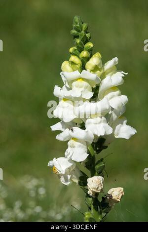 A blooming white snapdragon (Antirrhinum majus) flower spike on a blurred green background in an outdoor garden. Stock Photo