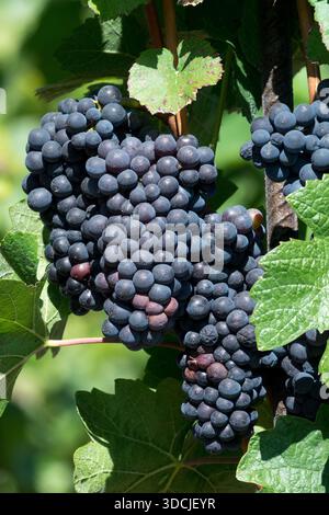 Bunch of Grapes On Vine Wine Grapevine Grape Black Fruits Czech Republic Stock Photo
