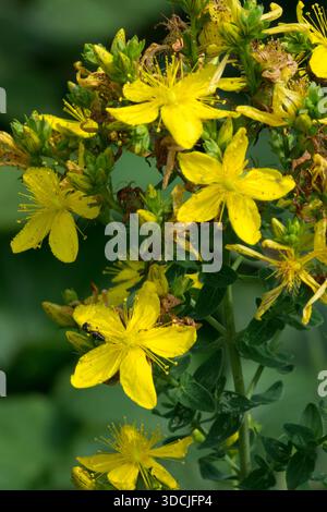Yellow flowers of a common St John's wort, Hypericum perforatum blooming in a summer garden, close-up Stock Photo
