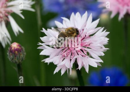 Bee collecting nectar on a pink aster flower. Nature scene with ...