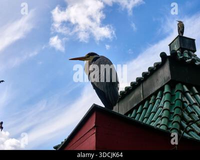 Grey herons perching on a traditional green tiled roof Stock Photo