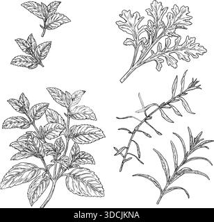 Sprigs and leaves of arugula, tarragon, basil, and mint, black and white sketch. Vector illustration. Kitchen herbs and spices isolated on white backg Stock Vector