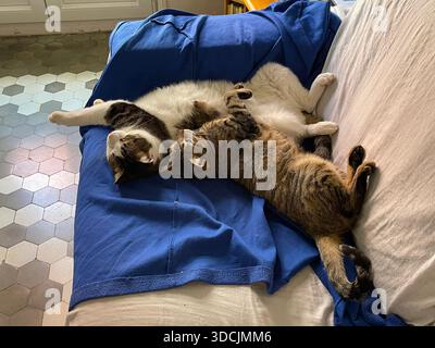 Two cats lying on a sofa. Stock Photo