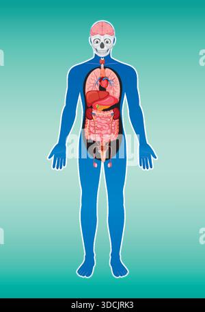 Colorful flat vector diagram of human body anatomy with internal organs on gradient background Stock Vector