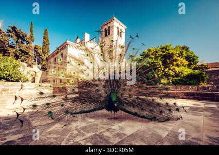 View of a peacock displaying its iridescent plumage against the backdrop of ancient stone buildings under a clear sky, Dubrovnik, Dubrovnik-Neretva Co Stock Photo