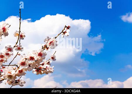 White and pink flowers herald the arrival of spring. Lovely branch of blossoming almond against the backdrop of the sky and fluffy cumulus clouds. Early spring in Israel. Stock Photo