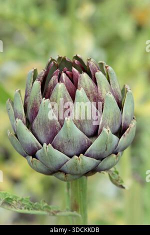 Globe artichoke. Artichoke Violet Globe, gourmet vegetable noted for purple tinged flower buds Stock Photo