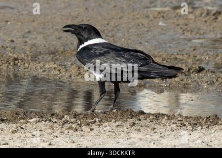 Pied crow, Makgadikgadi pans, Botswana Stock Photo