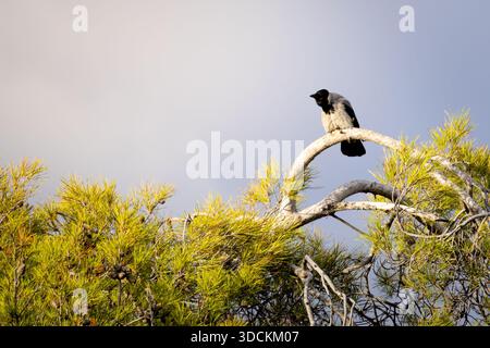 A Hooded Crow (Corvus cornix) perched on a pine tree branch, captured in a calm natural setting that highlights the bird’s alert posture and woodland Stock Photo