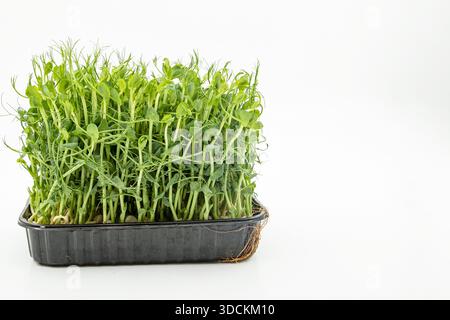 Pea microgreens fresh green shoots growing densely in container close view Stock Photo