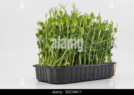 Pea microgreens fresh green shoots growing densely in container close view Stock Photo