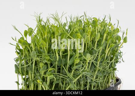 Pea microgreens fresh green shoots growing densely in container close view Stock Photo