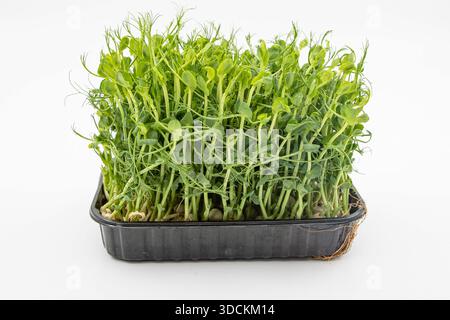 Pea microgreens fresh green shoots growing densely in container close view Stock Photo