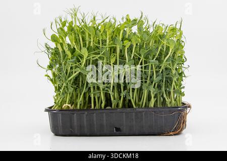 Pea microgreens fresh green shoots growing densely in container close view Stock Photo