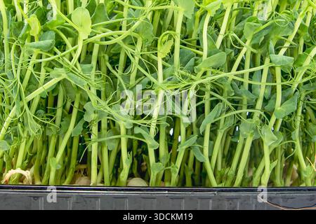 Pea microgreens fresh green shoots growing densely in container close view Stock Photo