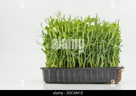Pea microgreens fresh green shoots growing densely in container close view Stock Photo