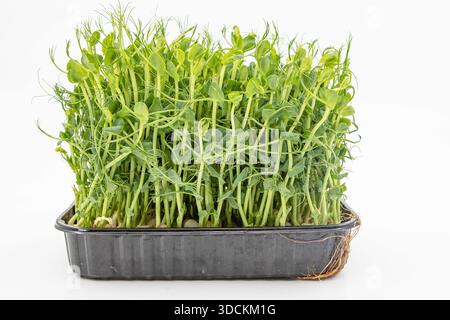 Pea microgreens fresh green shoots growing densely in container close view Stock Photo