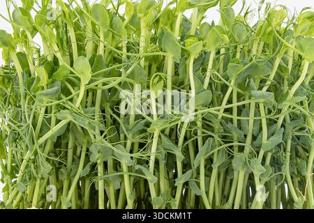 Pea microgreens fresh green shoots growing densely in container close view Stock Photo
