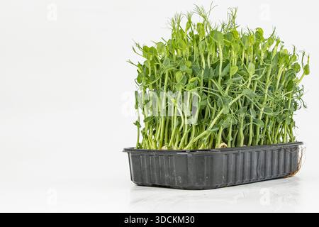 Pea microgreens fresh green shoots growing densely in container close view Stock Photo