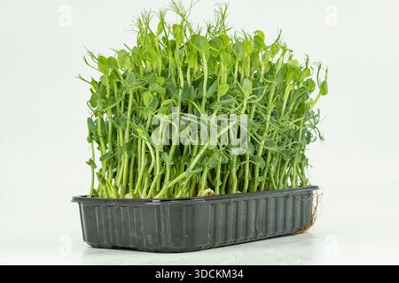 Pea microgreens fresh green shoots growing densely in container close view Stock Photo