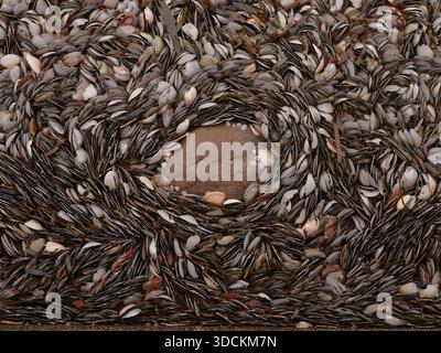 Discarded Pecten maximus great scallop, king scallop, St James shell or escallop shells forming natural patterns by the sea in Brittany France EU Stock Photo