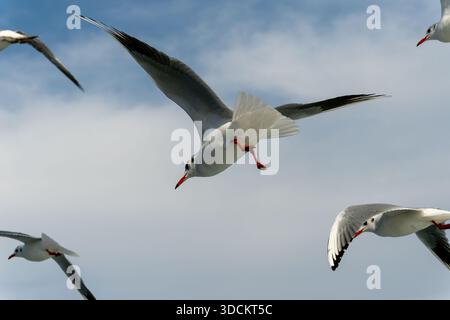 Seagulls flying together against a cloudy sky, capturing dynamic wings, coastal bird behavior and urban wildlife over Istanbul Stock Photo