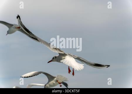 Seagulls flying together against a cloudy sky, capturing dynamic wings, coastal bird behavior and urban wildlife over Istanbul Stock Photo