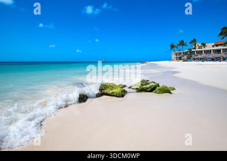 Pristine white sand and turquoise waters at Divi Beach Aruba with green mossy rocks in the foreground. Stock Photo