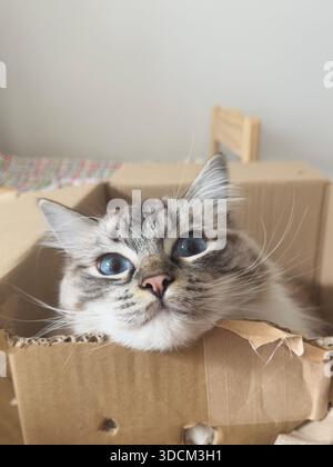 A lynx point ragdoll kitten playing inside a cardboard box with its head peeking out, showing curious and playful behaviour. Stock Photo