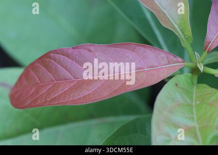 Avocado plant bearing fresh leaves with one different color which is a highlight on the plant Stock Photo