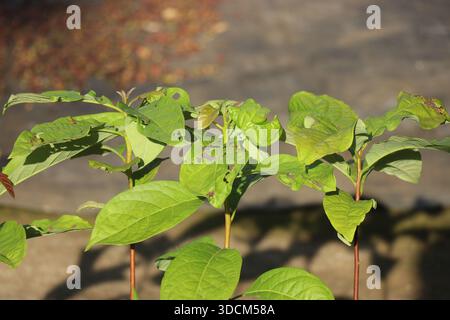 Avocado plant saplings on a growing bag with a view of its leaves exposed to sunlight Stock Photo