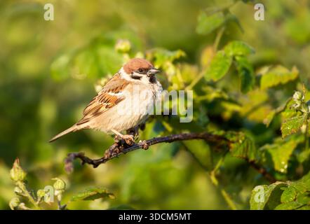 Eurasian Tree Sparrow (Passer montanus) with a distinctive chestnut crown and black cheek spot perches on a branch with green leaves, illuminated by w Stock Photo