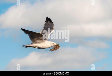 European Herring Gull (Larus argentatus) in flight, carrying grass and seaweed as nesting material in its beak, against a cloudy sky, UK. Stock Photo