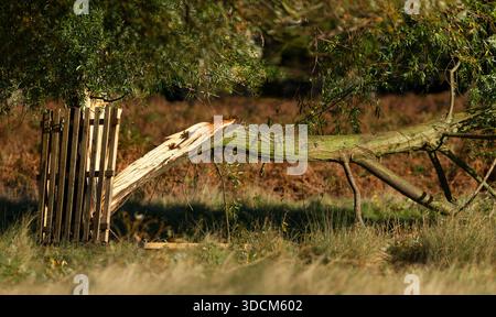 A large tree trunk snapped near its base reveals splintered wood and severe damage caused by strong winds in a public park, UK. Stock Photo