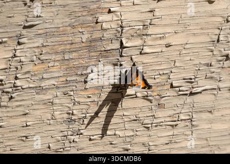Butterflly on the wall of an old building in Burke, Idaho, USA. Stock Photo