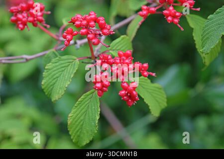 Red berries of Viburnum dilatatum, or Linden Arrowwood or Linden Viburnum. Stock Photo