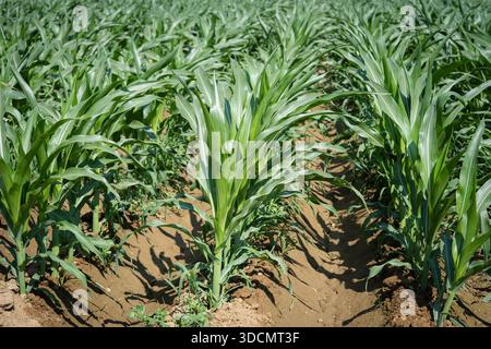 Corn field with young green plants growing in irrigated soil, showing rows of crops on a sunlit farm, representing agriculture and food production Stock Photo